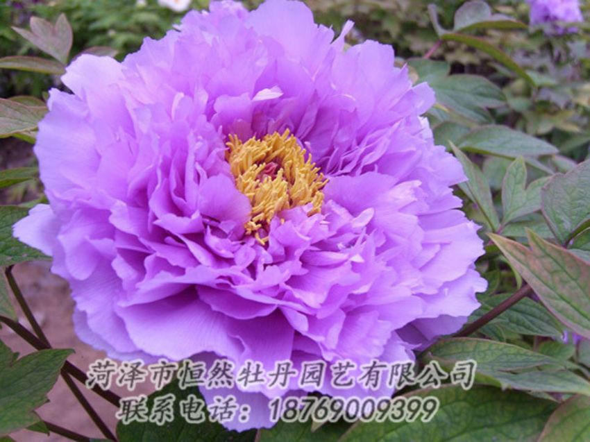 點(diǎn)擊查看詳細(xì)信息<br>標(biāo)題：紫色牡丹 閱讀次數(shù)：1922