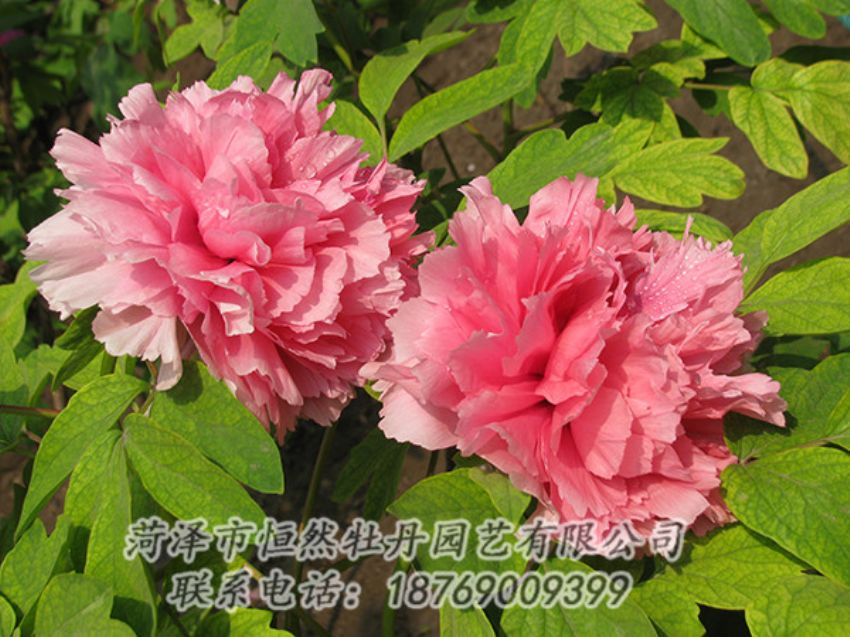 點擊查看詳細(xì)信息<br>標(biāo)題：粉色牡丹 閱讀次數(shù)：1843