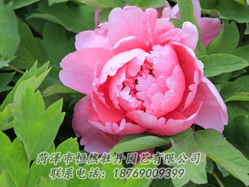 點擊查看詳細(xì)信息<br>標(biāo)題：粉色牡丹 閱讀次數(shù)：1802
