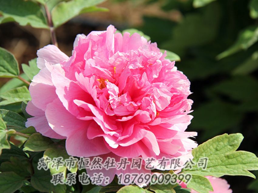 點擊查看詳細(xì)信息<br>標(biāo)題：粉色牡丹 閱讀次數(shù)：1834