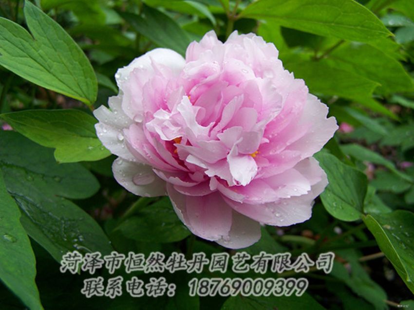 點(diǎn)擊查看詳細(xì)信息<br>標(biāo)題：粉色牡丹 閱讀次數(shù)：1948