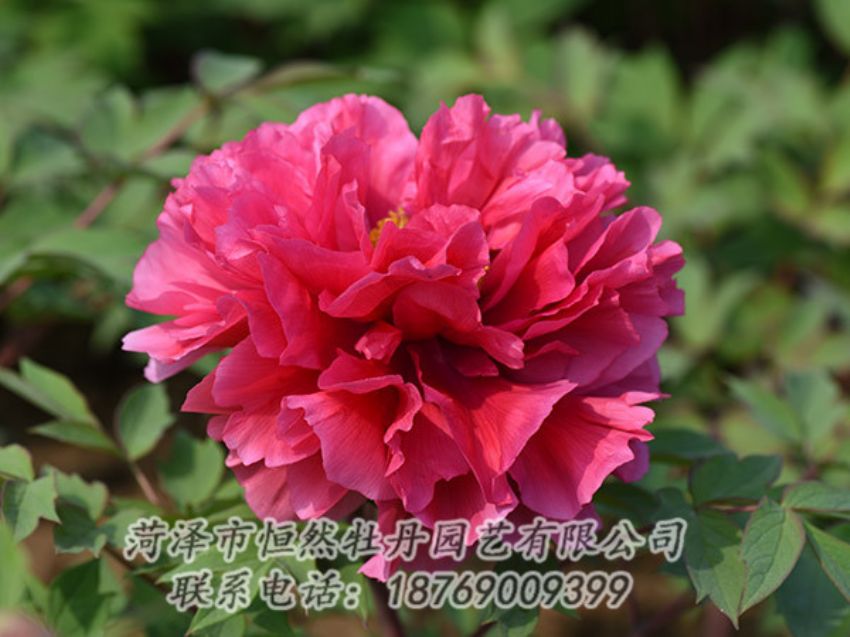 點(diǎn)擊查看詳細(xì)信息<br>標(biāo)題：紅色牡丹 閱讀次數(shù)：1939