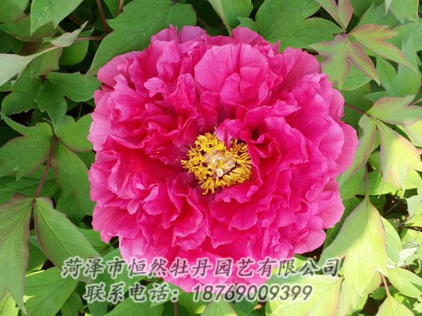 點(diǎn)擊查看詳細(xì)信息<br>標(biāo)題：紅色牡丹 閱讀次數(shù)：2056