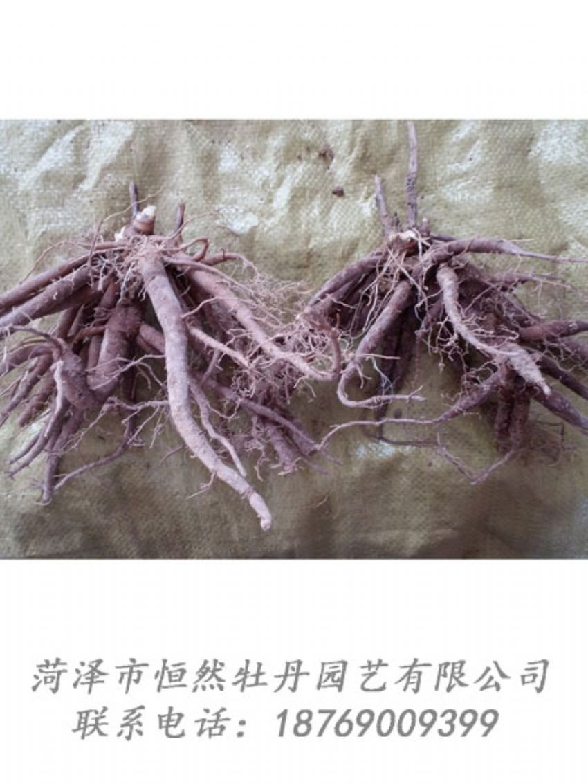 點(diǎn)擊查看詳細(xì)信息<br>標(biāo)題：二年芍藥苗 閱讀次數(shù)：2032