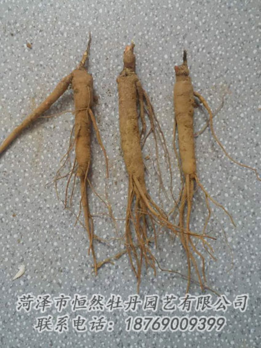 點(diǎn)擊查看詳細(xì)信息<br>標(biāo)題：芍藥苗 閱讀次數(shù)：2148