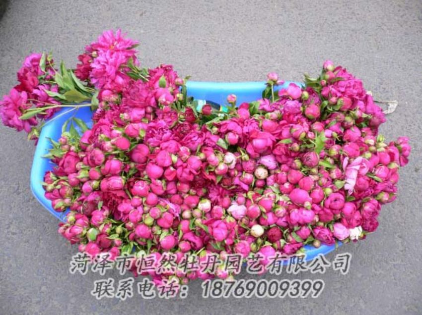 點擊查看詳細(xì)信息<br>標(biāo)題：芍藥切花 閱讀次數(shù)：1996