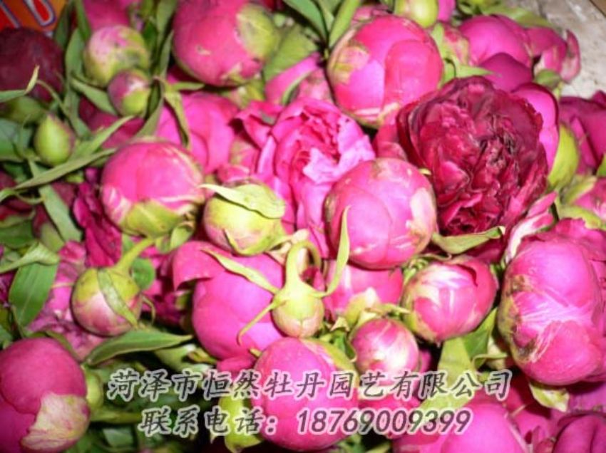 點擊查看詳細(xì)信息<br>標(biāo)題：芍藥切花 閱讀次數(shù)：2009