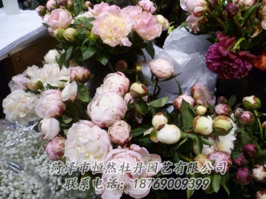 點(diǎn)擊查看詳細(xì)信息<br>標(biāo)題：芍藥切花 閱讀次數(shù)：2176