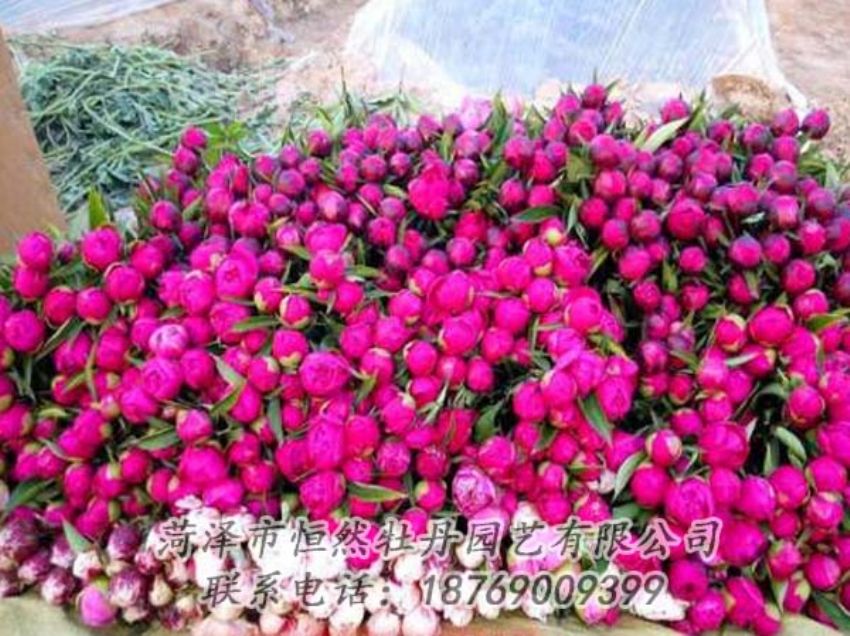 點(diǎn)擊查看詳細(xì)信息<br>標(biāo)題：芍藥切花 閱讀次數(shù)：2153