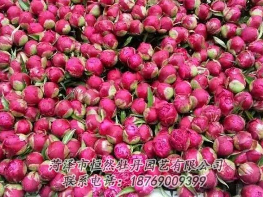 點(diǎn)擊查看詳細(xì)信息<br>標(biāo)題：芍藥切花 閱讀次數(shù)：2219