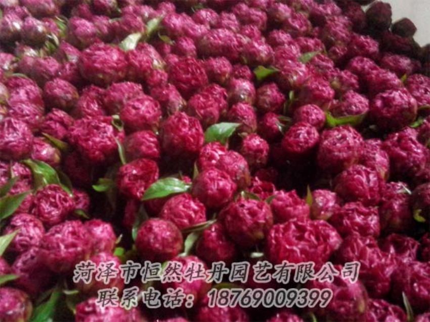 點(diǎn)擊查看詳細(xì)信息<br>標(biāo)題：芍藥切花 閱讀次數(shù)：2053
