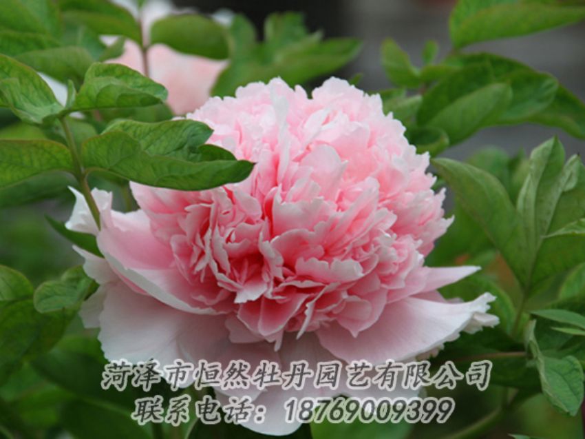 點(diǎn)擊查看詳細(xì)信息<br>標(biāo)題：粉色牡丹 閱讀次數(shù)：1955