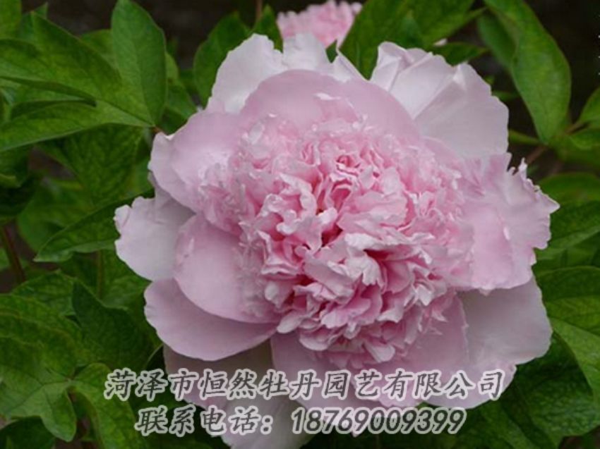 點(diǎn)擊查看詳細(xì)信息<br>標(biāo)題：粉色牡丹 閱讀次數(shù)：2067