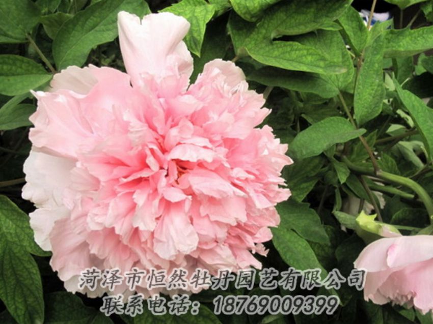 點(diǎn)擊查看詳細(xì)信息<br>標(biāo)題：粉色牡丹 閱讀次數(shù)：1903