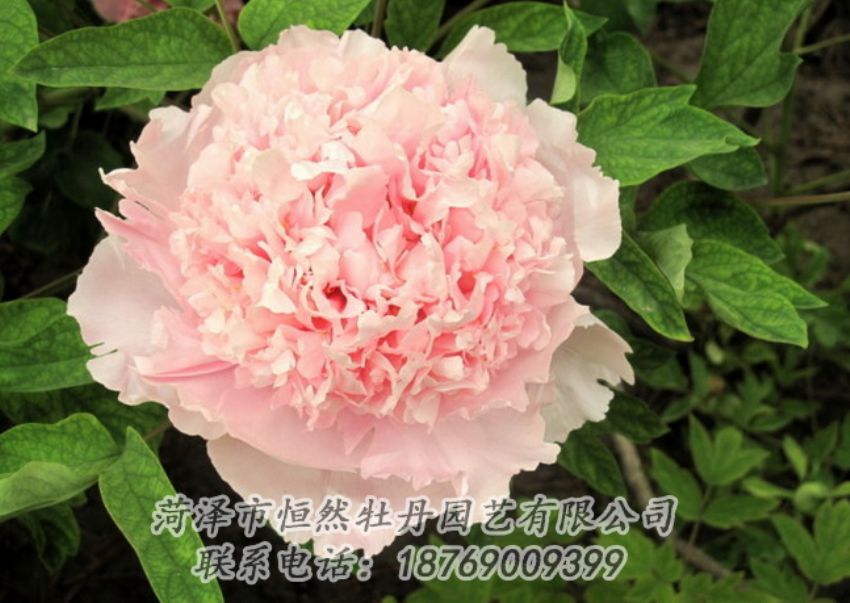 點(diǎn)擊查看詳細(xì)信息<br>標(biāo)題：粉色牡丹 閱讀次數(shù)：2006