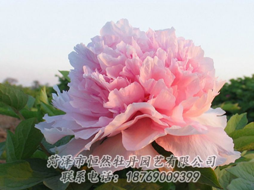點(diǎn)擊查看詳細(xì)信息<br>標(biāo)題：粉色牡丹 閱讀次數(shù)：2111