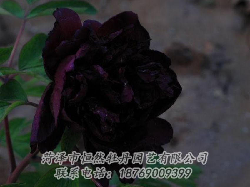 點(diǎn)擊查看詳細(xì)信息<br>標(biāo)題：黑色牡丹 閱讀次數(shù)：2040