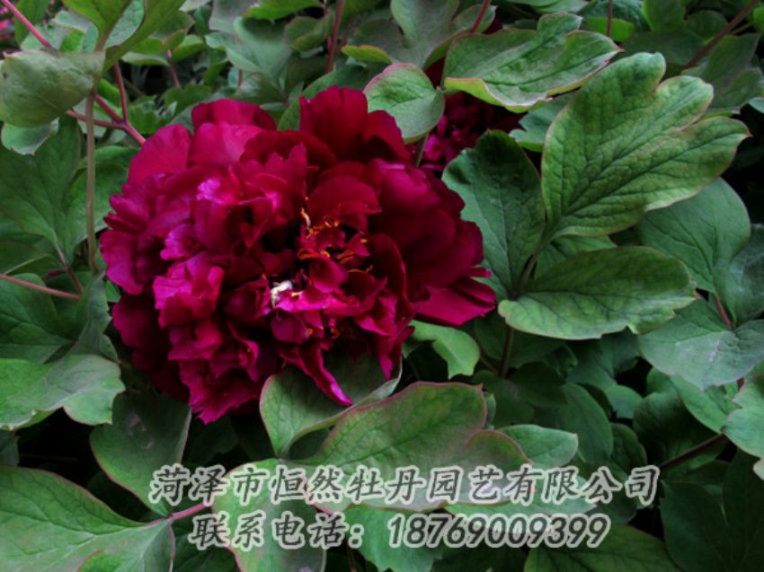 點(diǎn)擊查看詳細(xì)信息<br>標(biāo)題：黑色牡丹 閱讀次數(shù)：2068