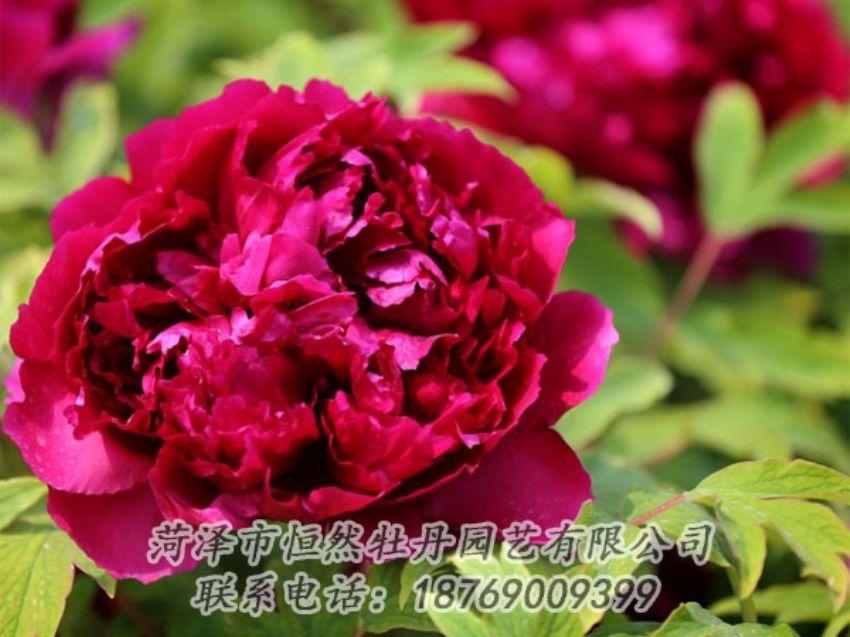 點(diǎn)擊查看詳細(xì)信息<br>標(biāo)題：黑色牡丹 閱讀次數(shù)：1978