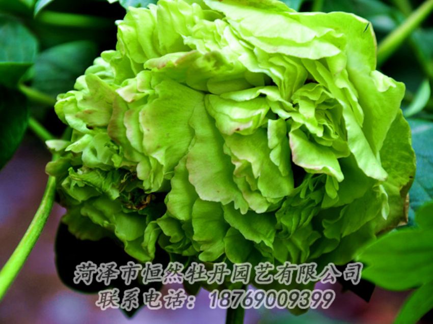 點(diǎn)擊查看詳細(xì)信息<br>標(biāo)題：綠色牡丹 閱讀次數(shù)：2019