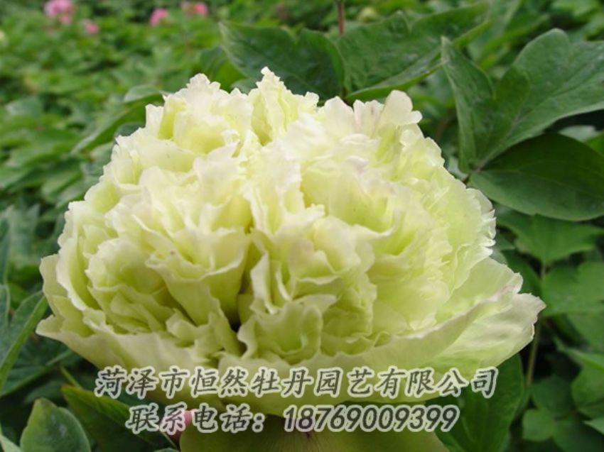 點(diǎn)擊查看詳細(xì)信息<br>標(biāo)題：綠色牡丹 閱讀次數(shù)：1960