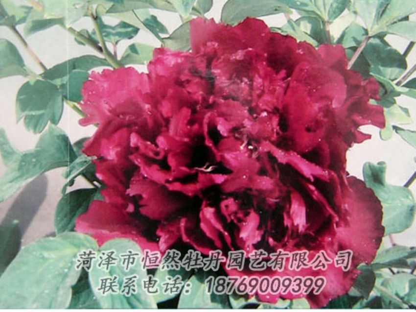 點(diǎn)擊查看詳細(xì)信息<br>標(biāo)題：黑色牡丹 閱讀次數(shù)：2077