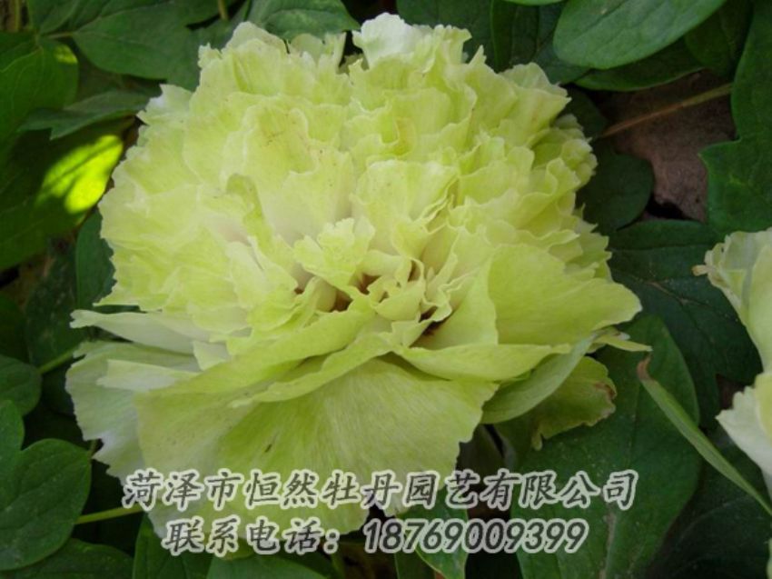 點(diǎn)擊查看詳細(xì)信息<br>標(biāo)題：綠色牡丹 閱讀次數(shù)：2106