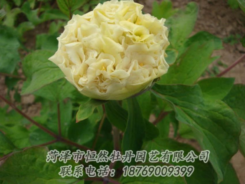 點(diǎn)擊查看詳細(xì)信息<br>標(biāo)題：黃色牡丹 閱讀次數(shù)：2037