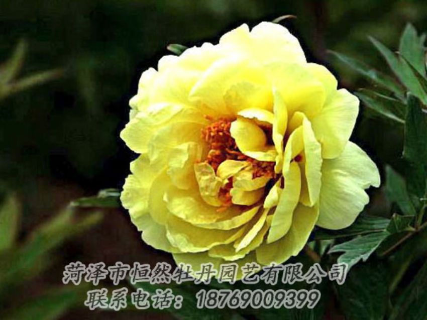 點(diǎn)擊查看詳細(xì)信息<br>標(biāo)題：黃色牡丹 閱讀次數(shù)：1941