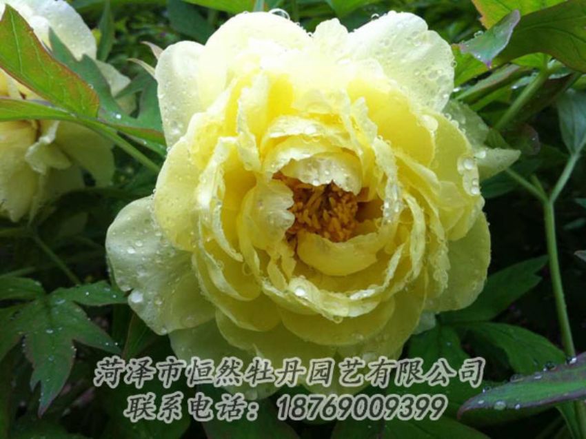 點(diǎn)擊查看詳細(xì)信息<br>標(biāo)題：黃色牡丹 閱讀次數(shù)：1918