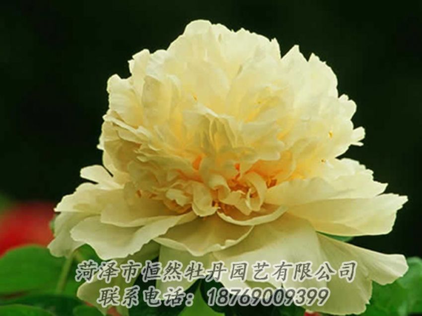 點(diǎn)擊查看詳細(xì)信息<br>標(biāo)題：黃色牡丹 閱讀次數(shù)：1973