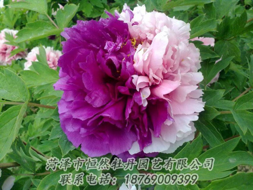 點(diǎn)擊查看詳細(xì)信息<br>標(biāo)題：復(fù)色牡丹 閱讀次數(shù)：2084