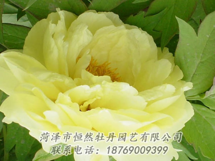 點(diǎn)擊查看詳細(xì)信息<br>標(biāo)題：黃色牡丹 閱讀次數(shù)：2010