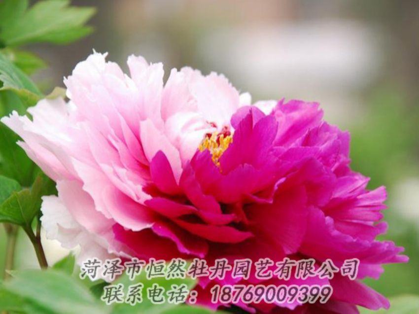 點(diǎn)擊查看詳細(xì)信息<br>標(biāo)題：花二喬 閱讀次數(shù)：2046