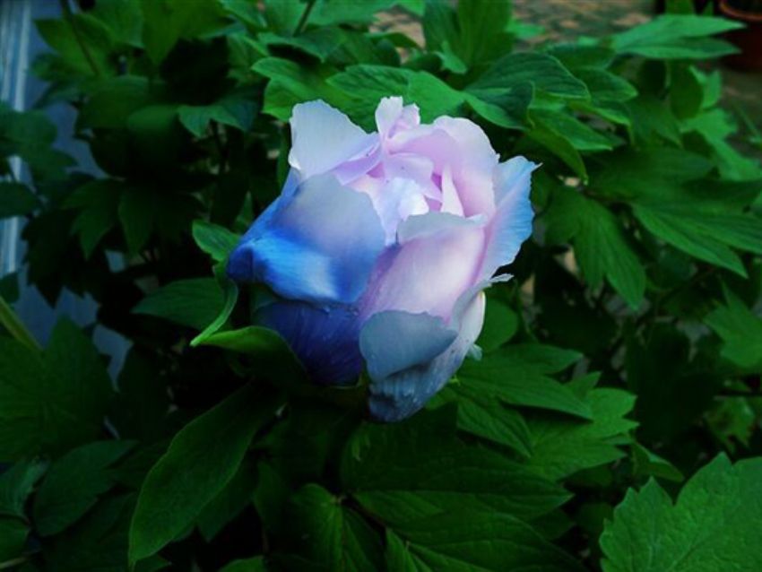 點(diǎn)擊查看詳細(xì)信息<br>標(biāo)題：藍(lán)花魁 閱讀次數(shù)：2271