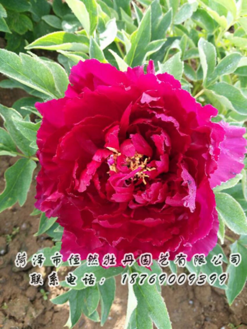 點(diǎn)擊查看詳細(xì)信息<br>標(biāo)題：紅色牡丹 閱讀次數(shù)：1933