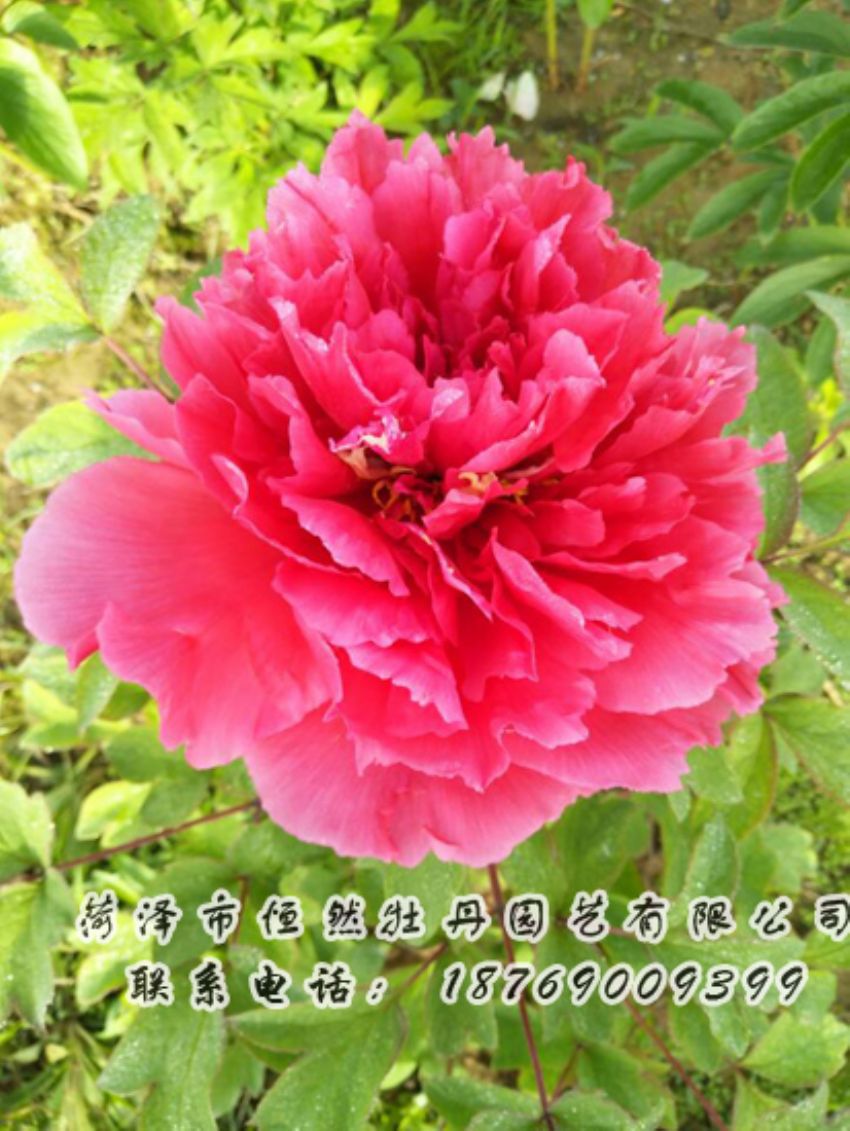 點(diǎn)擊查看詳細(xì)信息<br>標(biāo)題：紅色牡丹 閱讀次數(shù)：1973