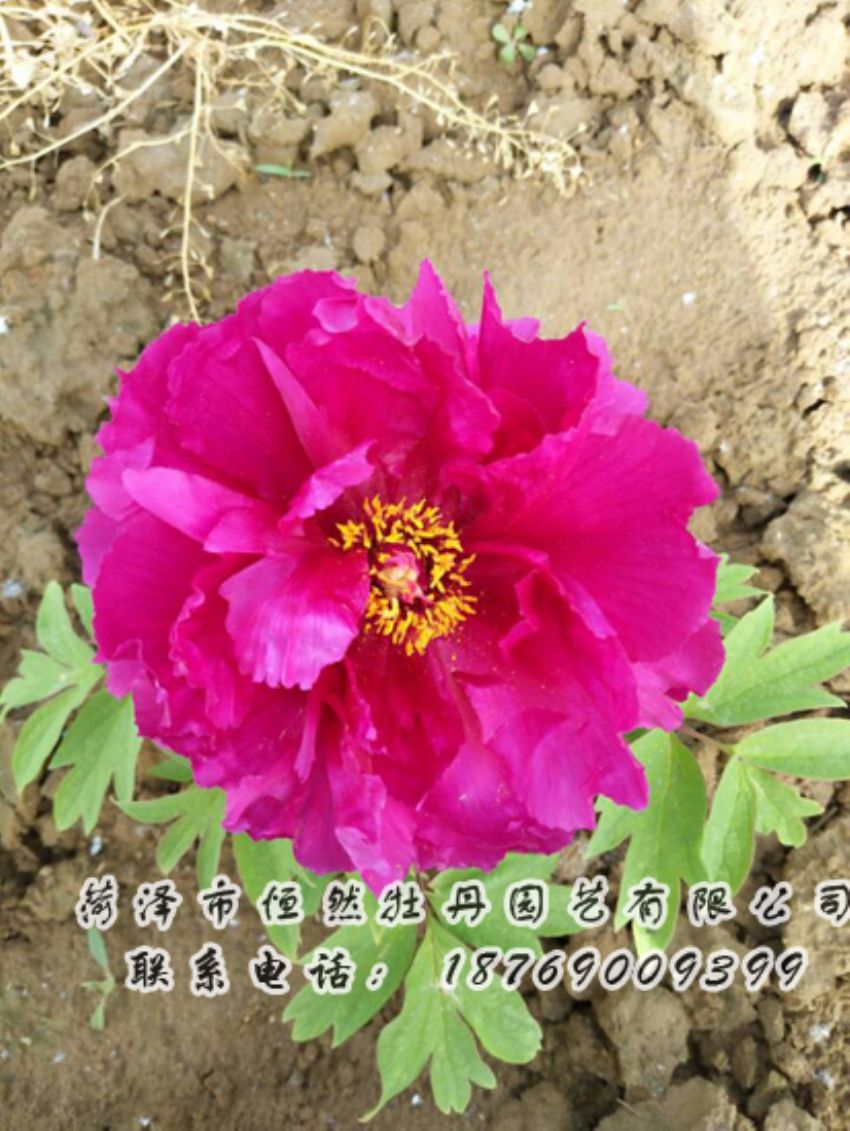 點(diǎn)擊查看詳細(xì)信息<br>標(biāo)題：紅色牡丹 閱讀次數(shù)：2026