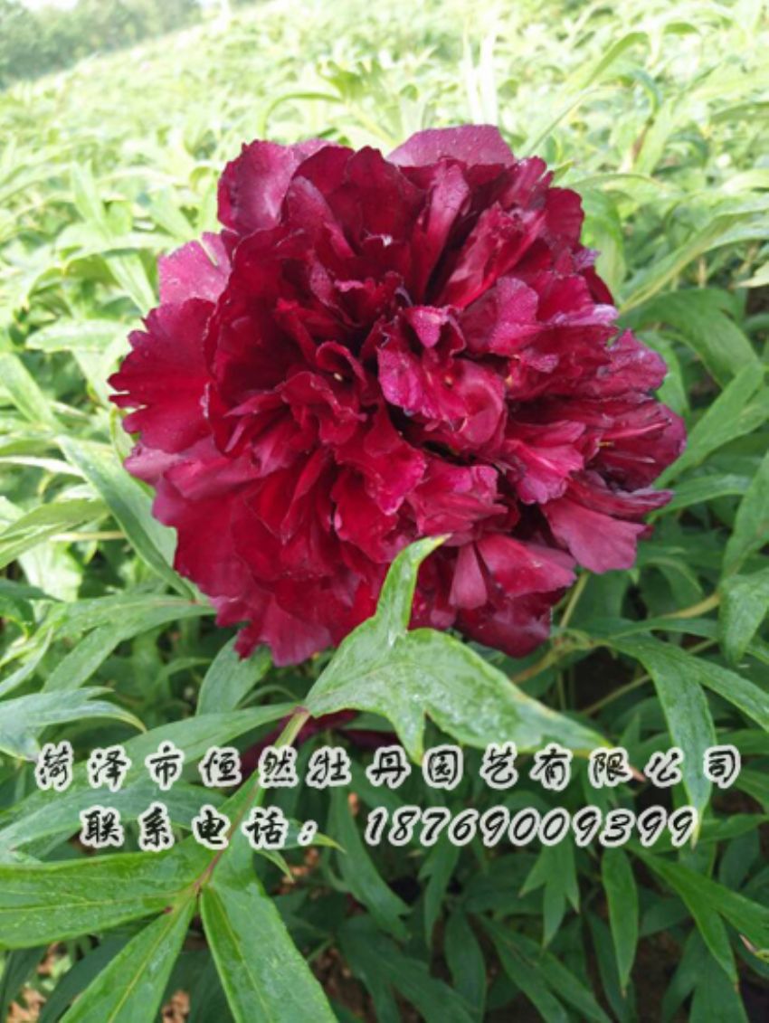 點(diǎn)擊查看詳細(xì)信息<br>標(biāo)題：黑色牡丹 閱讀次數(shù)：2009