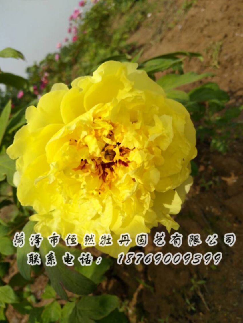 點(diǎn)擊查看詳細(xì)信息<br>標(biāo)題：黃色牡丹 閱讀次數(shù)：2015