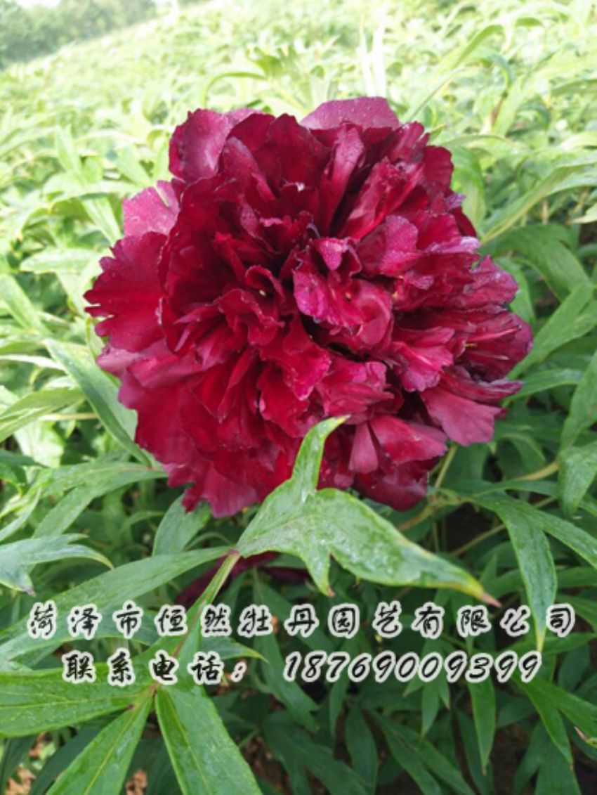 點(diǎn)擊查看詳細(xì)信息<br>標(biāo)題：黑色牡丹 閱讀次數(shù)：1891