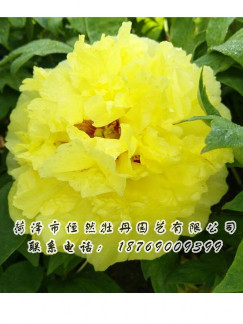 點(diǎn)擊查看詳細(xì)信息<br>標(biāo)題：黃色牡丹 閱讀次數(shù)：2087
