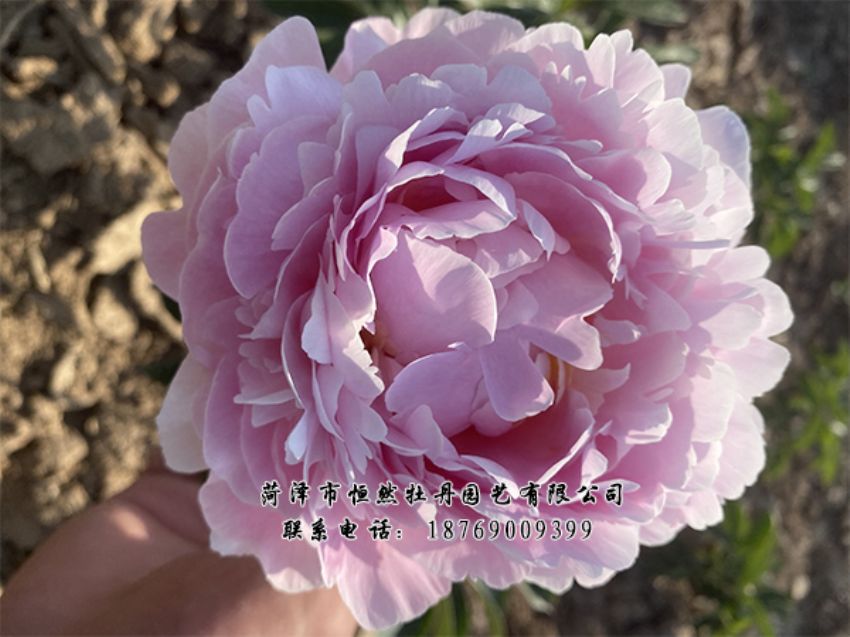 點(diǎn)擊查看詳細(xì)信息<br>標(biāo)題：進(jìn)口芍藥 閱讀次數(shù)：436