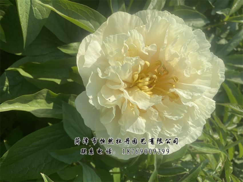 點(diǎn)擊查看詳細(xì)信息<br>標(biāo)題：進(jìn)口芍藥 閱讀次數(shù)：461