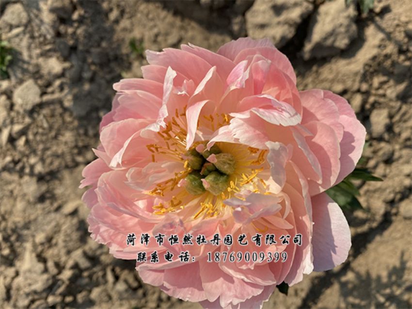 點(diǎn)擊查看詳細(xì)信息<br>標(biāo)題：進(jìn)口芍藥 閱讀次數(shù)：456
