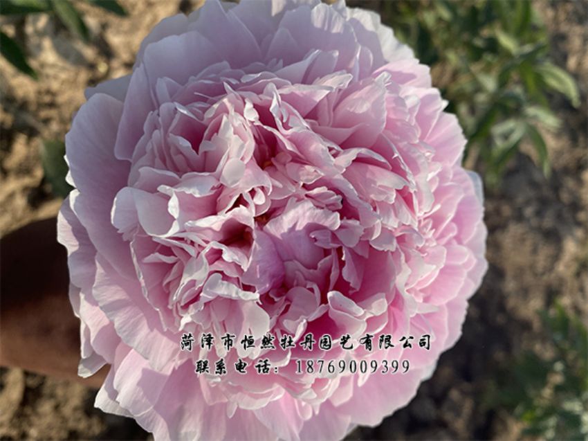 點(diǎn)擊查看詳細(xì)信息<br>標(biāo)題：進(jìn)口芍藥 閱讀次數(shù)：451