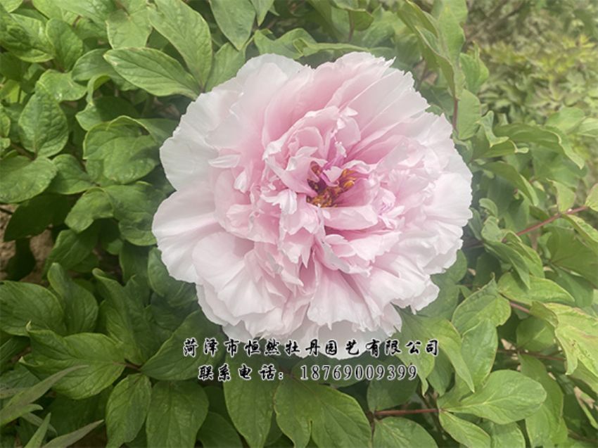 點(diǎn)擊查看詳細(xì)信息<br>標(biāo)題：進(jìn)口芍藥 閱讀次數(shù)：435