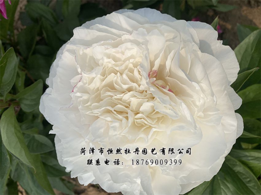 點(diǎn)擊查看詳細(xì)信息<br>標(biāo)題：進(jìn)口芍藥 閱讀次數(shù)：464