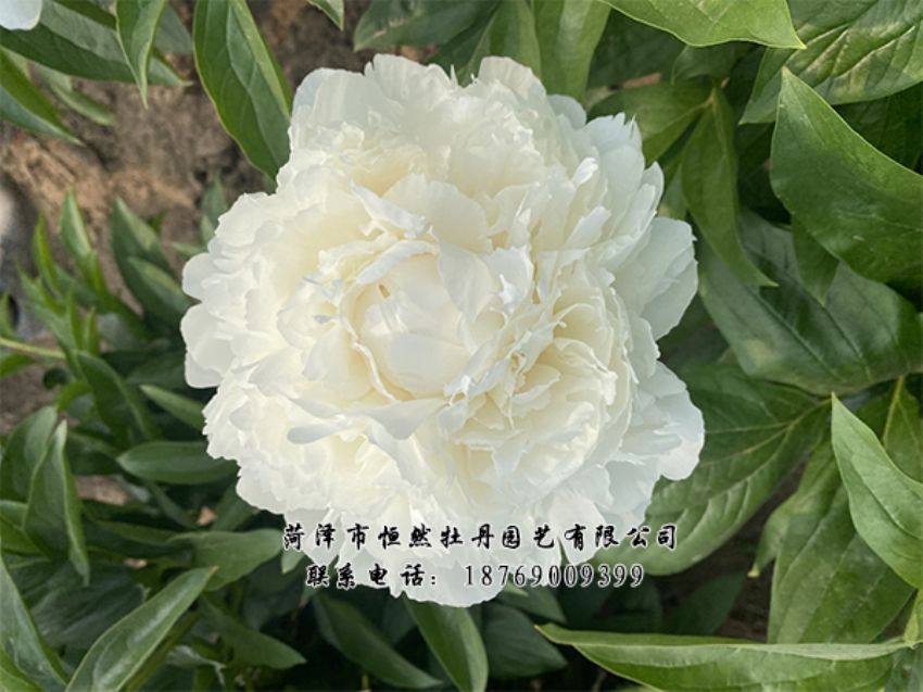 點(diǎn)擊查看詳細(xì)信息<br>標(biāo)題：進(jìn)口芍藥 閱讀次數(shù)：452