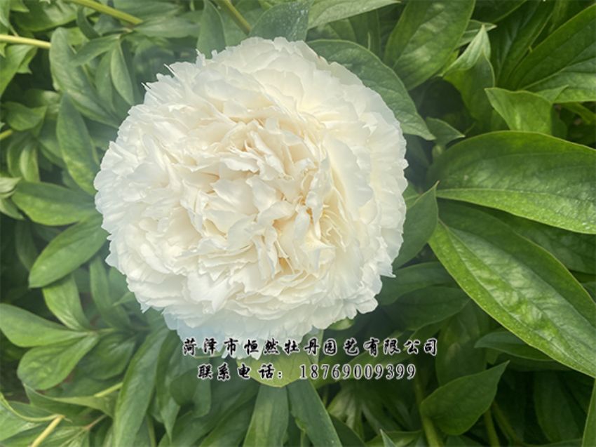 點(diǎn)擊查看詳細(xì)信息<br>標(biāo)題：進(jìn)口芍藥 閱讀次數(shù)：458